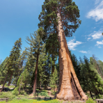 Sekvoja vždyzelená (Sequoia sempervirens) - výška 40-50 cm, kont. C2,5L